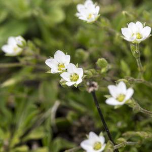 Photographie n°688712 du taxon Minuartia verna (L.) Hiern