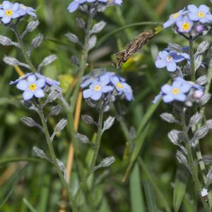 Photographie n°688715 du taxon Myosotis alpestris F.W.Schmidt [1794]