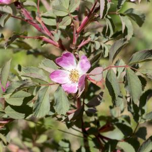 Photographie n°688723 du taxon Rosa ferruginea Vill. [1779]