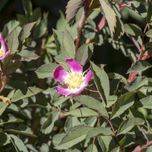 Photographie n°688724 du taxon Rosa ferruginea Vill. [1779]