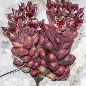 Photographie n°688728 du taxon Sedum atratum L.