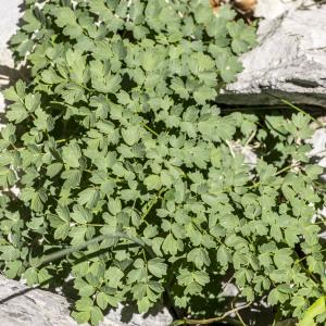 Photographie n°688734 du taxon Thalictrum minus L. [1753]