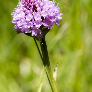 Photographie n°688735 du taxon Traunsteinera globosa (L.) Rchb. [1842]