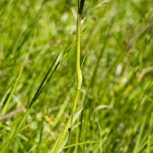 Photographie n°688736 du taxon Traunsteinera globosa (L.) Rchb. [1842]