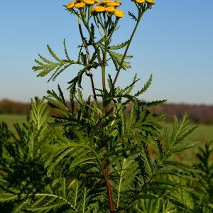 Photographie n°688777 du taxon Tanacetum vulgare L. [1753]