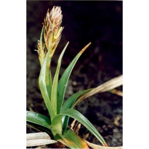 Carex navasii Merino (Laiche)