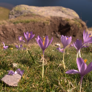 Photographie n°688793 du taxon Crocus nudiflorus Sm. [1798]