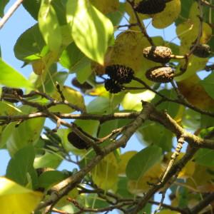 Photographie n°688844 du taxon Alnus cordata (Loisel.) Duby