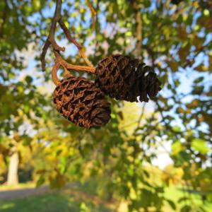 Photographie n°688847 du taxon Alnus cordata (Loisel.) Duby