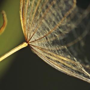 Photographie n°688880 du taxon Tragopogon dubius Scop. [1772]