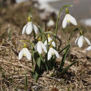 Photographie n°688886 du taxon Galanthus nivalis L. [1753]