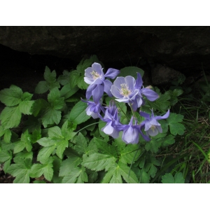 Aquilegia bernardi Gren. (Ancolie de Bernard)