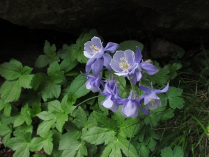Joceline Chappert-bessiere, le  6 juin 2015 (Corte (vallée de la Restonica))