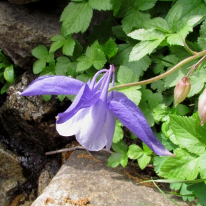 Photographie n°688896 du taxon Aquilegia bernardii Gren. [1847]