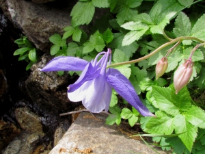 Joceline Chappert-bessiere, le  6 juin 2015 (Corte (vallée de la Restonica))