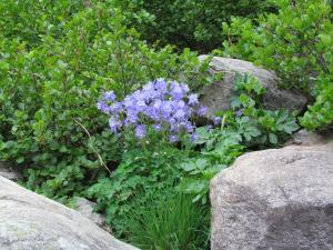 Joceline Chappert-bessiere, le  6 juin 2015 (Corte (vallée de la Restonica))
