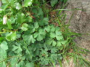 Joceline Chappert-bessiere, le  6 juin 2015 (Corte (vallée de la Restonica))