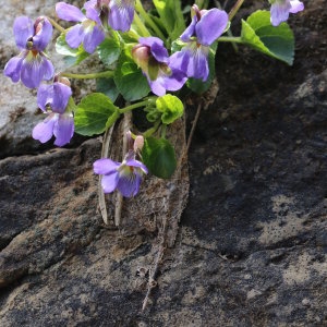 Photographie n°688936 du taxon Viola pyrenaica Ramond ex DC. [1805]