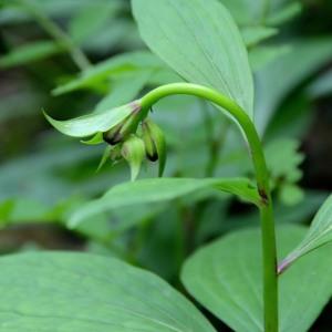 Photographie n°688947 du taxon Lilium martagon L. [1753]