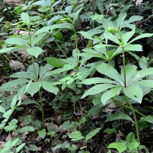 Photographie n°688948 du taxon Lilium martagon L. [1753]