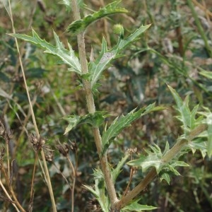 Photographie n°688953 du taxon Scolymus hispanicus L.