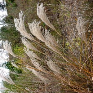 Photographie n°688955 du taxon Miscanthus sinensis Andersson [1855]