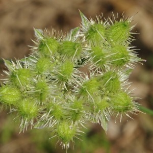 Photographie n°688974 du taxon Caucalis grandiflora L. [1753]