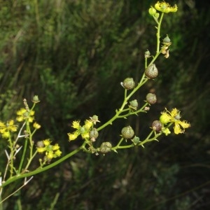 Photographie n°688988 du taxon Ruta chalepensis L. [1767]