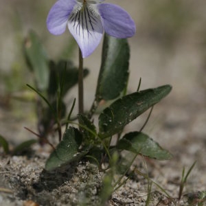 Viola biturigiensis Boreau ex Déségl. (Violette blanc de lait)