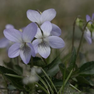 Photographie n°689018 du taxon Viola lactea Sm. [1798]