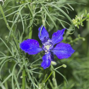 Photographie n°689072 du taxon Delphinium ajacis L.