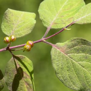 Photographie n°689096 du taxon Lonicera xylosteum L.