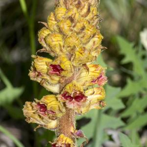 Photographie n°689098 du taxon Orobanche gracilis Sm.