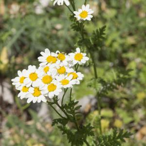 Photographie n°689125 du taxon Tanacetum corymbosum (L.) Sch.Bip.