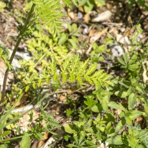 Photographie n°689126 du taxon Tanacetum corymbosum (L.) Sch.Bip.