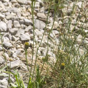 Photographie n°689128 du taxon Tolpis staticifolia (All.) Sch.Bip.