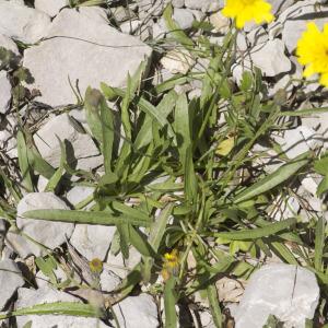 Photographie n°689132 du taxon Tolpis staticifolia (All.) Sch.Bip.