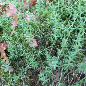 Photographie n°689174 du taxon Sedum album L. [1753]