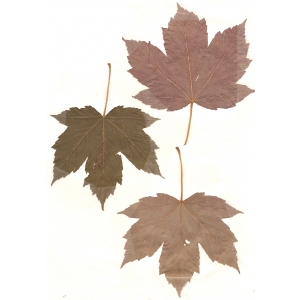 Acer pseudoplatanus f. purpureum (Loudon) Rehder