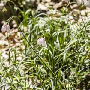 Photographie n°689368 du taxon Allium narcissiflorum Vill. [1779]