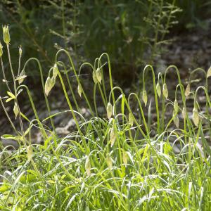 Photographie n°689371 du taxon Allium narcissiflorum Vill. [1779]