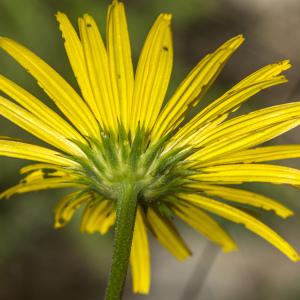 Photographie n°689376 du taxon Buphthalmum salicifolium L.