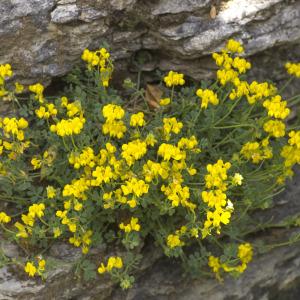 Photographie n°689381 du taxon Coronilla minima L. [1756]