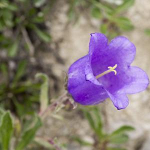 Photographie n°689404 du taxon Campanula alpestris All. [1773]