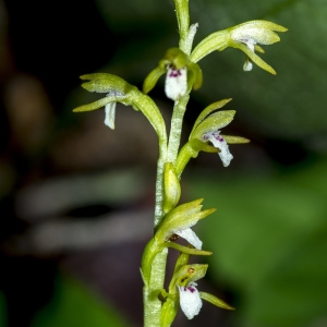 Photographie n°689414 du taxon Corallorhiza trifida Châtel. [1760]