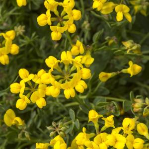 Photographie n°689416 du taxon Coronilla minima L. [1756]