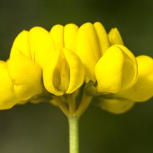 Photographie n°689419 du taxon Coronilla minima L. [1756]