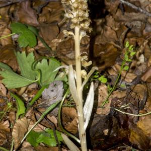 Photographie n°689443 du taxon Neottia nidus-avis (L.) Rich.