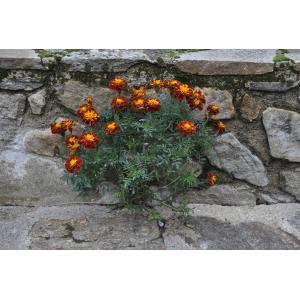 Tagetes patula L. (Oeillet d'Inde)