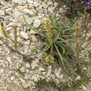 Photographie n°689473 du taxon Plantago alpina L. [1753]